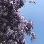 Foresterie Magnolia * Belgirate