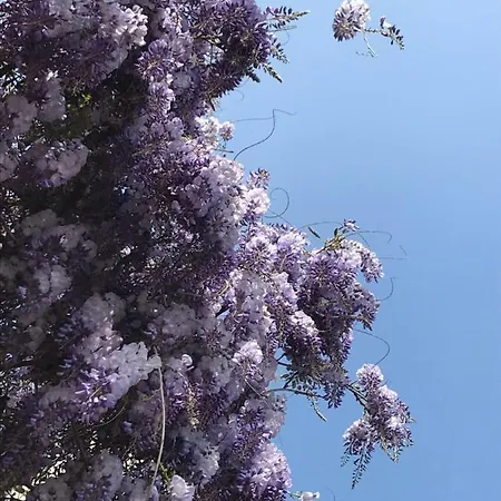 Foresterie Magnolia * بيلجيراتي