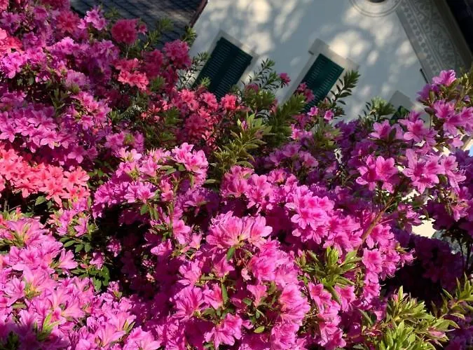 Foresterie Magnolia * 벨지라테