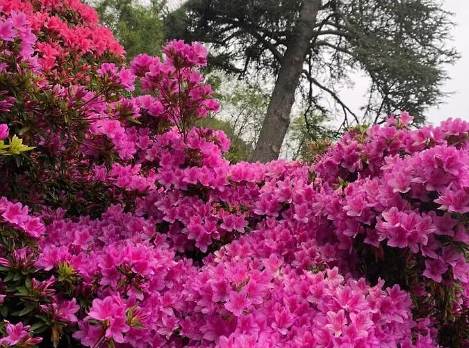 Foresterie Magnolia * 벨지라테