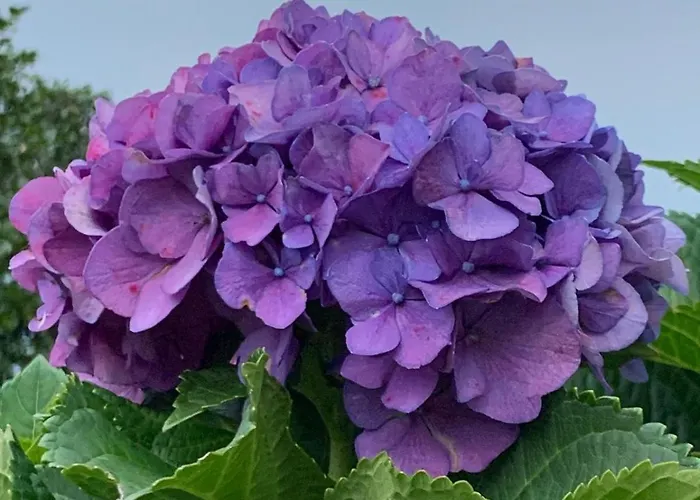 Lejlighed Foresterie Magnolia *