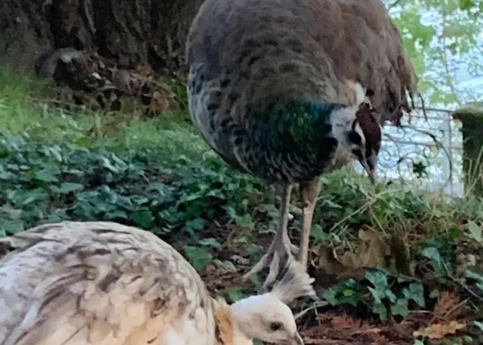 Foresterie Magnolia Belgirate