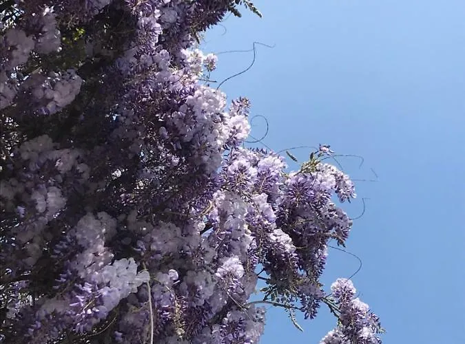 Foresterie Magnolia * Belgirate